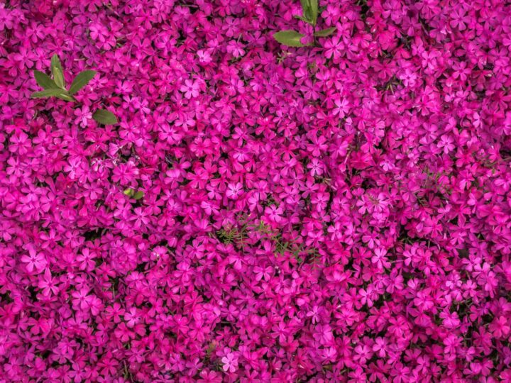 Jardn de Plantas